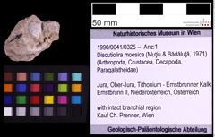 Foto (Objekt + Etiketten) von Discutiolira moesica (Muţiu & Bădăluţă, 1971) (NHMW-GEO-1990-0041-0325)